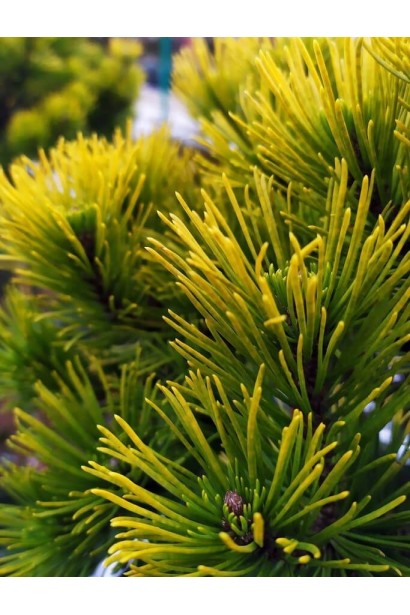 Морозостійка сосна Швайзер Турист із темною хвоєю.